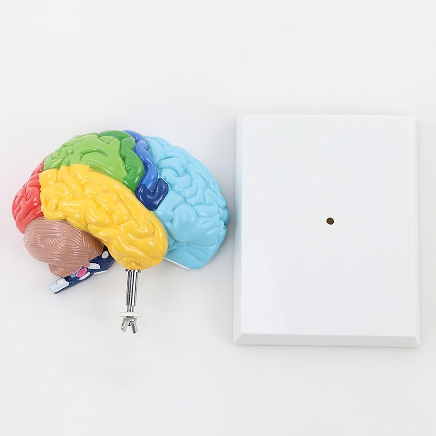 Model mózgu neurokortycznego 1:1 z prawej półkuli do edukacyjnego użytku medycznego