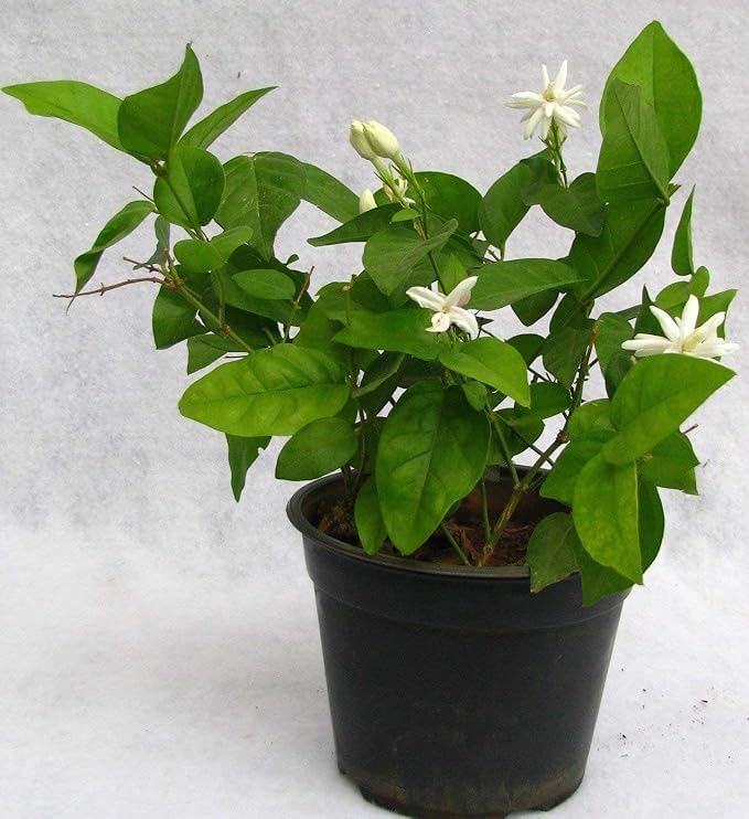 Image of Live Mogra Plant with Pot | Arabian Jasmine Flower Plant | Live Mogra Plant with Sweet Scented White Flowers | Fragrant Indoor Outdoor Flowering Plant for Home Garden Balcony Terrace Decor | Pack of 1