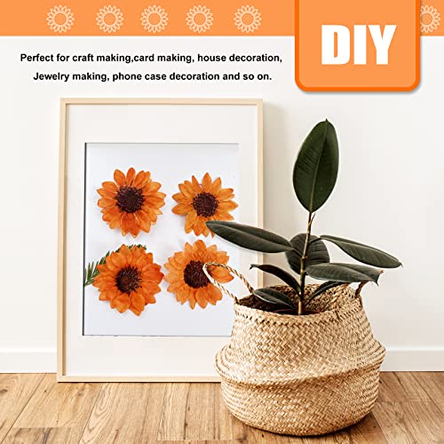 60 piezas de pequeñas flores secas prensadas de girasol naranja para manualidades miniatura 7