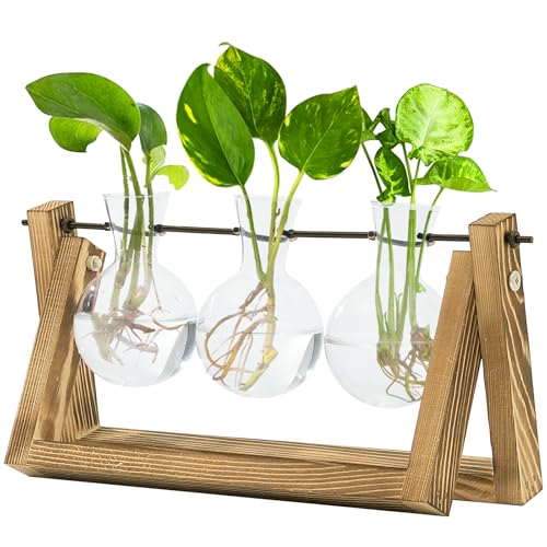 Bamworld Hydrokultur Pflanzen Vermehrungsstation mit Holzständer – 3 Glasvasen für Wasserpflanzenwachstum und Wohnkultur