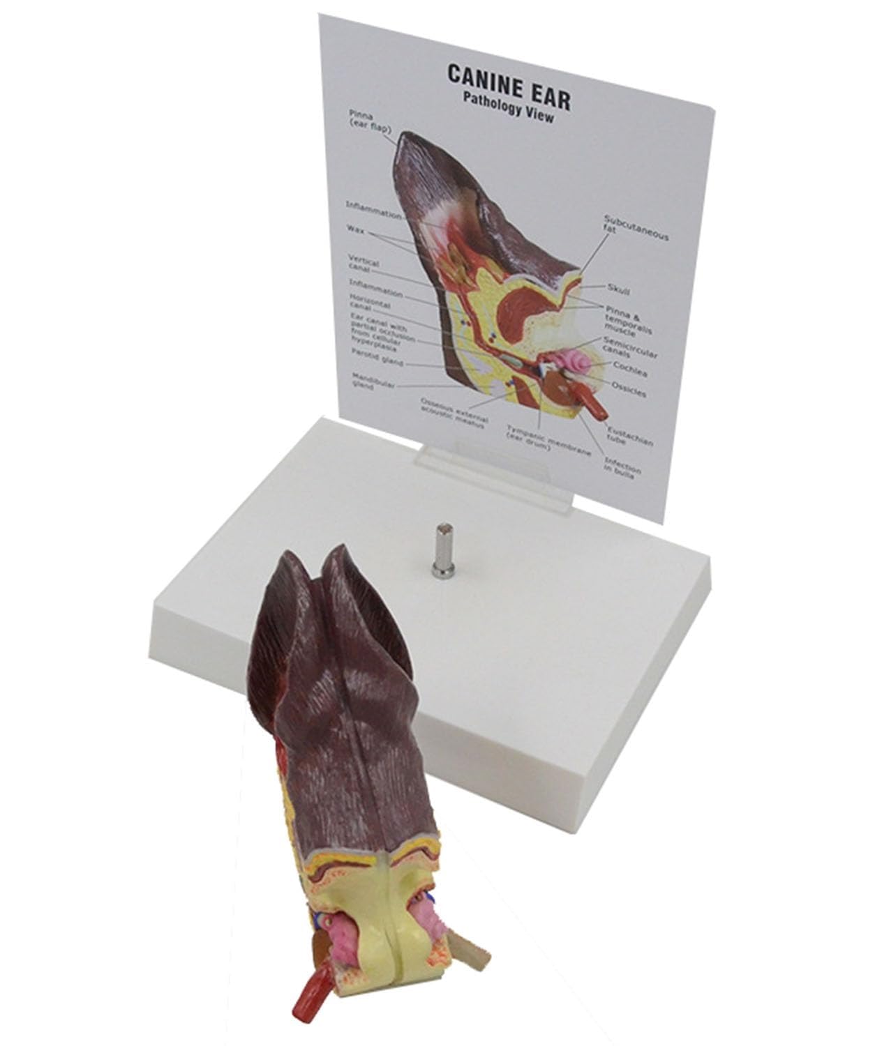 Hundeohrmodell, anatomisches Hundeohr, Hundeohrläsion, Tieranatomisches Modell for die Hundeanatomie und -physiologie, Unterricht, Lehrmaterial, Tierärztliche Familienausrüstung