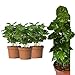 3 Echte Kaffee Pflanze Coffea Arabica ca. 30cm - Kaffeepflanze Kaffeestrauch, Zimmerpflanzen, Zimmerpflanzen Set, coffee to grow, kaffeepflanze kaufen, kaffee arabica pflanze, kaffe pflanze