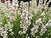 weißer Lavendel Samen, 100 Samen des cremefarbenen Lavendels (lat. Lavandula), winterhart & mehrjährige, insektendfreundliche Staude