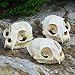 1PCS Taxidermy Real Bone Cat Skull, Animal Bones Real for Craft, Skull Decoration for Home, Specimen Collectibles Study