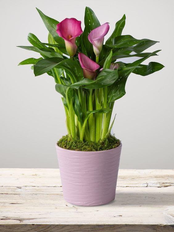 Pink Peace Lily, Spathiphyllum Indoor Air Purify Plant 1 Healthy Live Plant With Black Pot