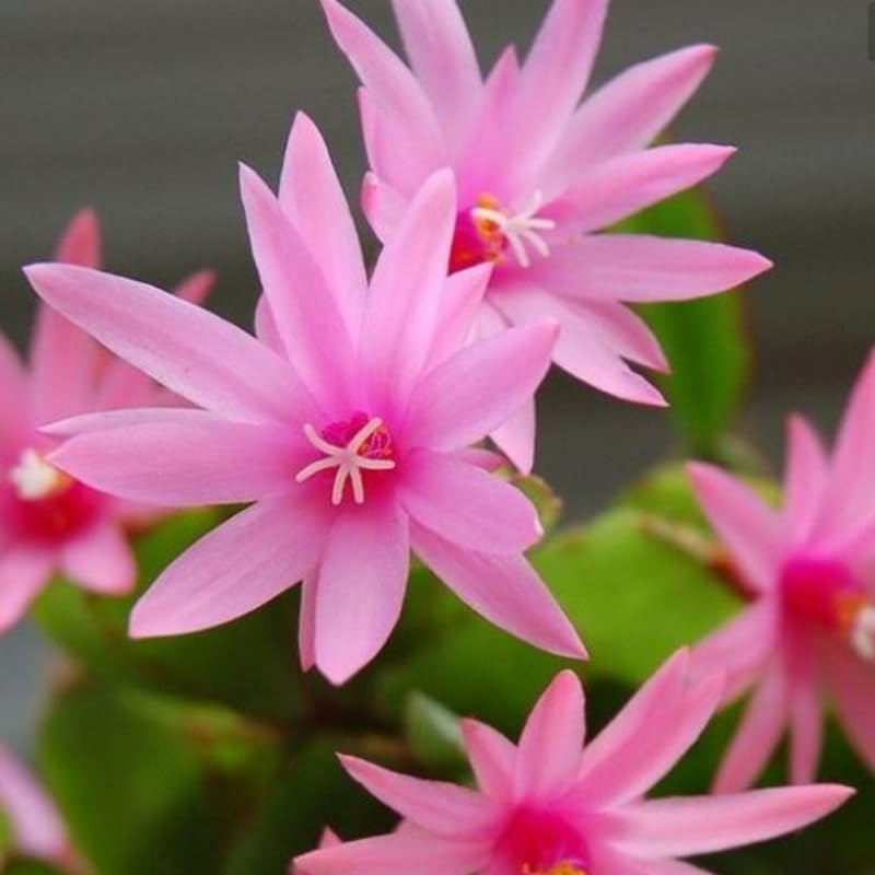 Pink Easter Cactus Plants Live, Easter Cactus Plant, 4 to 6 Inch Tall Pink Spring Cactus Plant Perennial Flower Easter Cactus Plants for Indoor Garden
