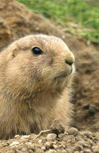 Prairie Dog Blank Journal (Nodin Press Blank Journals)