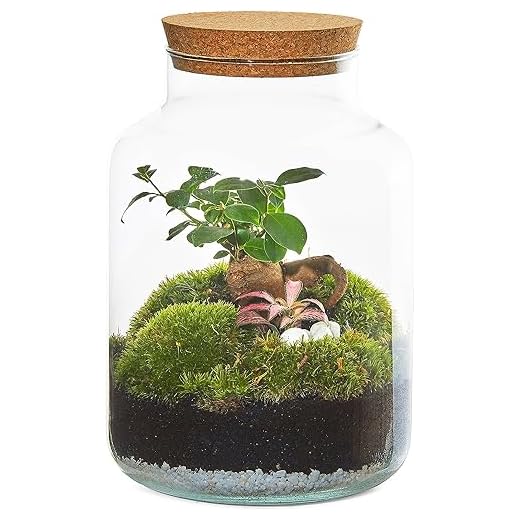 Terrario Plantas Todo Incluido Bonsai Natural Interior Plantas Naturales Regalo Mujer Hombre - Jardin en Botella Decoracion Hogar (25)