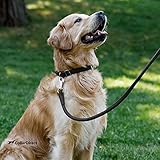 CollarDirect Rundes Leder Hundehalsband, weich gepolstert gerollt, handgefertigtes Echtleder Halsband für Hund Welpe Katze Klein Groß Schwarz Rosa Rot Lila Blau