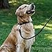 CollarDirect Rundes Leder Hundehalsband, weich gepolstert gerollt, handgefertigtes Echtleder Halsband für Hund Welpe Katze Klein Groß Schwarz Rosa Rot Lila Blau