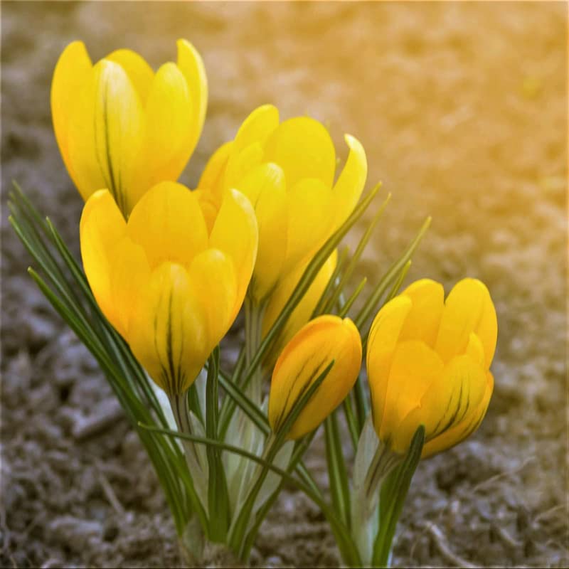 Image of IMP. Saffron | Crocus Excellent Quality Flower Bulbs for Attractive Aromatic Flowers Home Outdoor Gardening Plants Flowering Bulbs (pack of 12, Chrysanthus Romance)