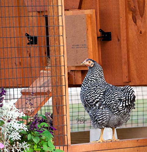 Coop N Compost #TOP4