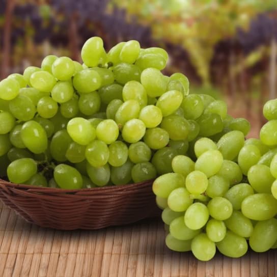 Seedless Grapes White SULTANINE, CRUNCHY Wheat, Early Pot 1 Litre 30-40 cm