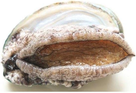 Amazon 活きたまま 活アワビ 新鮮 贈り物 高級 5 6枚 L 500g あわび アワビ 活き 生きたまま 蝦夷 鮑 殻付き ノーブランド品 貝類 通販