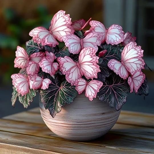 Moonlight Butterfly Jade – Sold Bare – Red and White Colors/Hardy Perennial, Excellent Display-4 Hostas-C