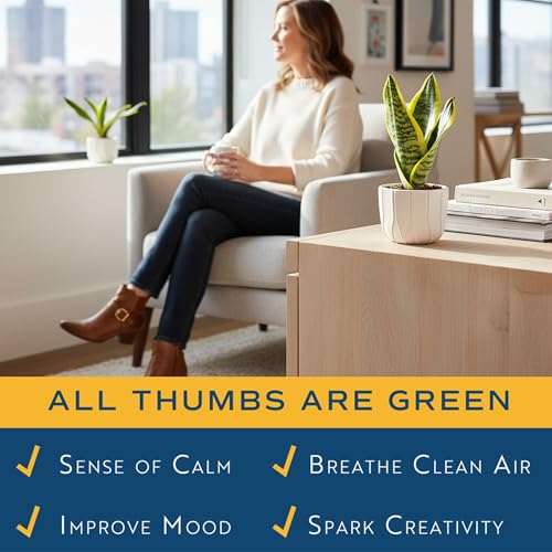 Image of Costa Farms Snake Plant Live Houseplant, Sansevieria in 4-Inch Decor Pot, Live Indoor Plant for Low Light, Easy Care Succulent for Plant Shelf, Home Decor & Office Desk, 8-12 Inches Tall