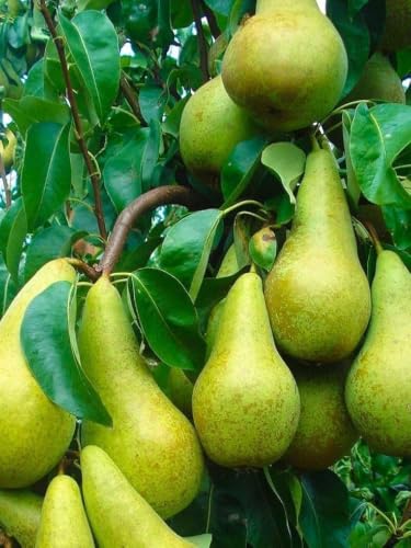 Image of Long Nashpati Fruit Plant | Live Pear Tree | Healthy Plant for Home Garden, Terrace & Outdoor Gardening | Pack of 1