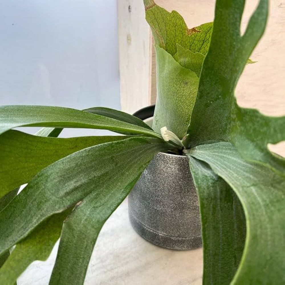 Amazon｜ビカクシダ（コウモリラン）：ネザーランド5号 メタル