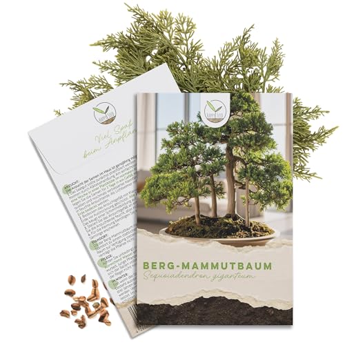 Außergewöhnliche Bonsai Samen mit hoher Keimrate - Pflanzen Samen Set für deinen eigenen Bonsai Baum (1x Berg Mammutbaum)