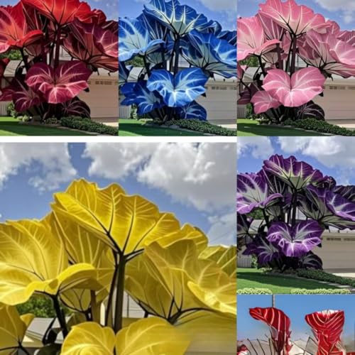 100 Pcs Mixed Colocasia Seeds for Planting,Grow Easily Elephant Ears