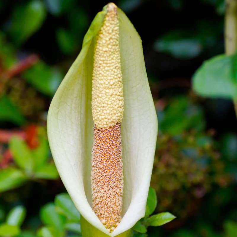 Floriculture Greens Amorphophallus Voodoo Lily Outdoor Gardening Flower Plant Bulbs (Pack of 5 Napalensis bulb) (B0BW5GSZCF) Amazon Price History, Amazon Price Tracker