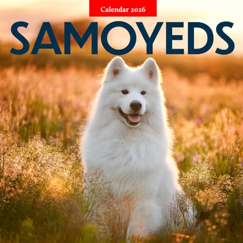 Samoyeds 2026 Calendar: Snowy Smiles and Fluffy Companionsのサムネイル