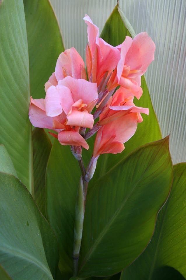 SVG® Canna Lily Imported Flower Bulbs All season Flowering Bulbs for Your Home and Gardening Pack of 2 Bulbs (SOFT PINK)