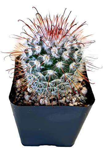 Fat Plants San Diego Living Indoor Succulents And Cactus Rooted In Plastic Planters With Soil (2.5 Inch, Mammillaria Bombycina) #TOP6