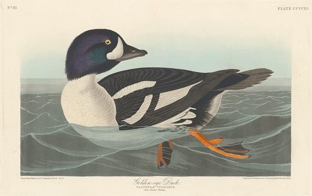 Lienzo decorativo para pared con arte clásico de John Audubon en formato 60x90cm 5