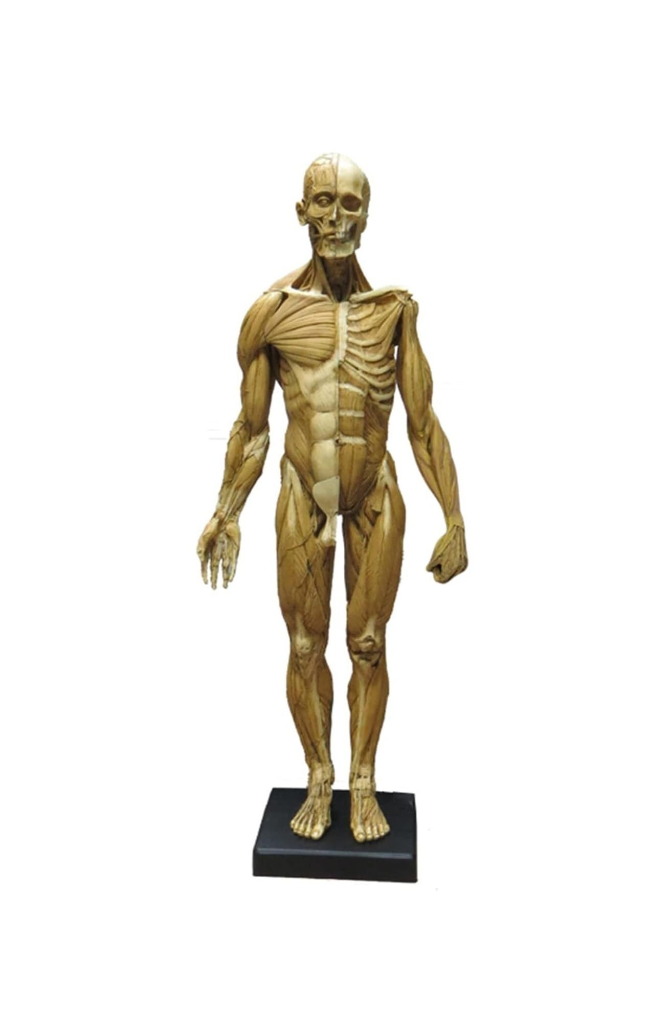 Figura de anatomía Humana, Modelo de anatomía Muscular de 23,6 Pulgadas, Escultura Corporal musculoesquelética Femenina y Masculina