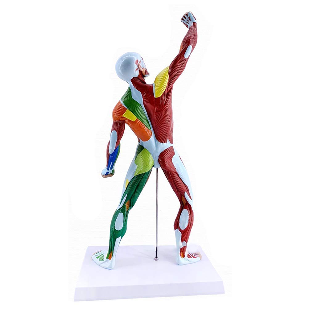 Modèle Anatomique De Muscle Humain Coloré, 50cm, Viscères Humains, Ressources d'apprentissage Modèle Anatomique, Matériel Pédagogique