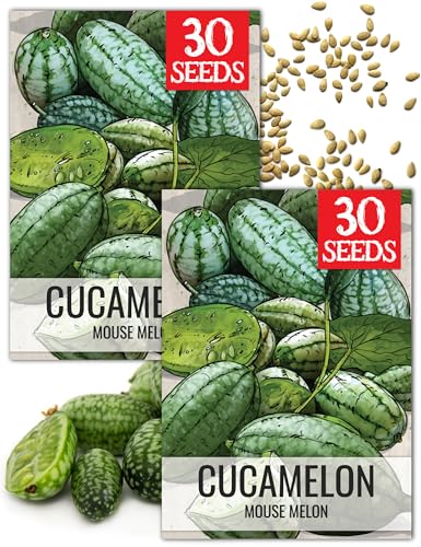Seed Needs Cucamelon Seeds for Planting Mexican Sour Gherkin Miniature Mouse Melons - Non-GMO Heirloom & Untreated - Grow a Home Grown Indoor Outdoor Vegetable Garden (2 Packs)