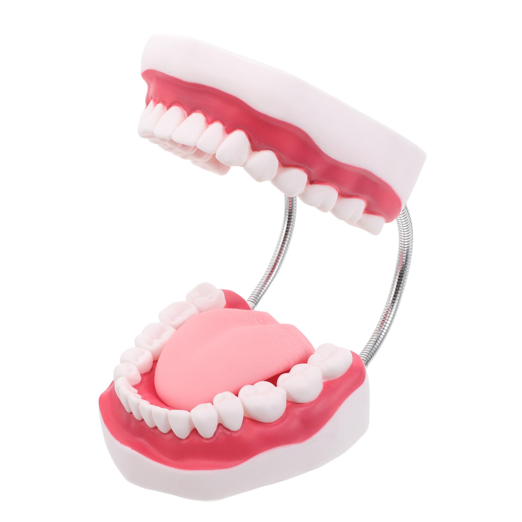 Preparazione Dei Denti Uso Del Lingua - Odontoiatria Per Typodont E Studenti Fai Da Te Gengive Protesi Dentaria Ortodontica Professionisti Umani Formazione