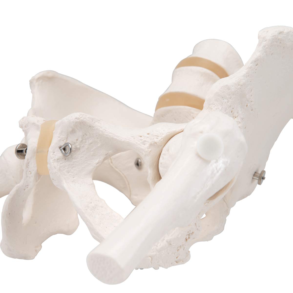 3B Scientific® Bacino Scheletrico Femminile – Modello a Grandezza Naturale con Sacro, Coccige, Sinfisi Mobile & Monconi Femorali + Smart Anatomy App (Garanzia di 5 Anni)