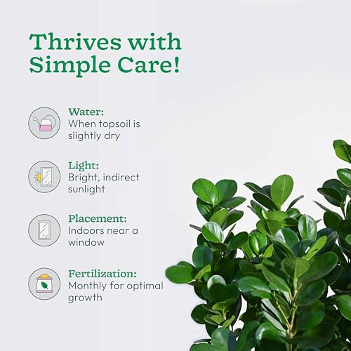 Image of UGAOO Ficus Moclame Plant - XL | Indoor Plant with Pot | Live Plants for Home & Living Room | Indoor Plants for Home Decor | Plants for Home