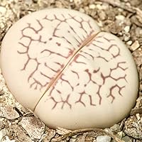 Amazon.co.jp: 多肉植物 メセン 種子 (メセンいろいろmix種子 10