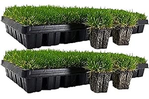 Grow Beautiful, Durable Turf with Low-Maintenance Zoysia Plugs