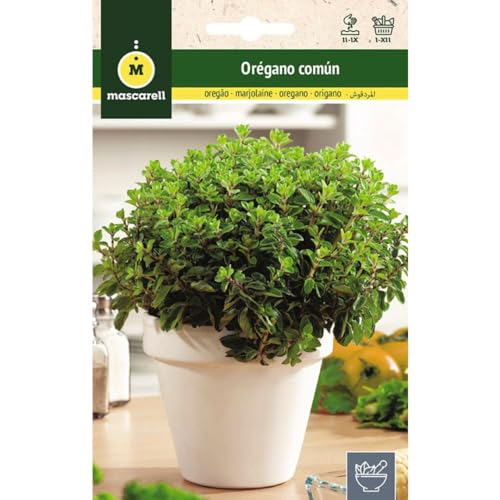 Mascarell Semillas, ORÉGANO COMÚN, Semillas de Hierbas Aromáticas para Plantar, Crea tu Propio Huerto en Casa, 0,3 Gramos