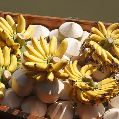 semi di banana 200pcs