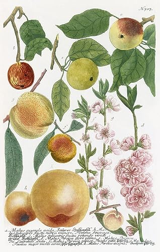 Impression peinture haut de gamme de Georg Dionysius Ehrlich sur grande toile