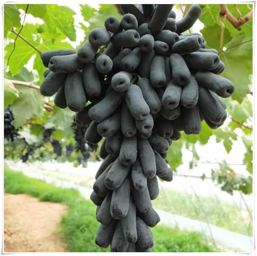 Uva ursina compresse,Elegante,Uva Fragola Nera,perenne,adaptable. Resistente al frío.Puro amor.-1Rizoma-C