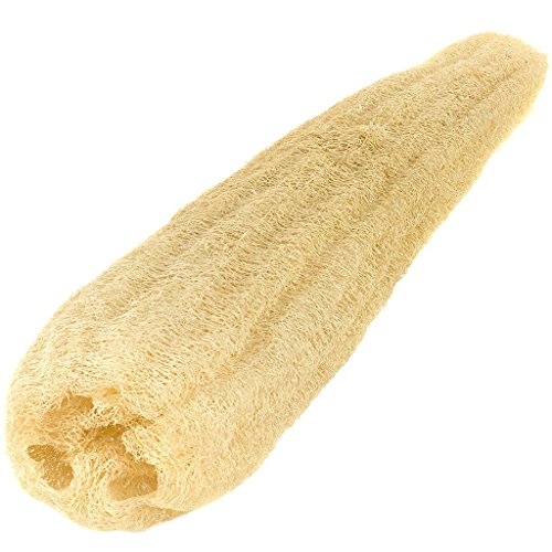 Organic Huge Whole (approx 18-21in length) Natural Loofahs Loofah Spa Exfoliating Scrubber Best Luffa Body Bath Wash Sponge Remove Dead Skin, DIY Make Soap, Washing Work