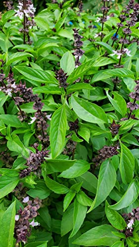 Image of Thai Basil Seeds for Planting for Home Kitchen Garden (Thai Basil)
