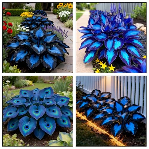 Ornament-Midnight Blue Heart Hosta for Planting- Fast Growth -Perfect for Garden Landscaping (6)