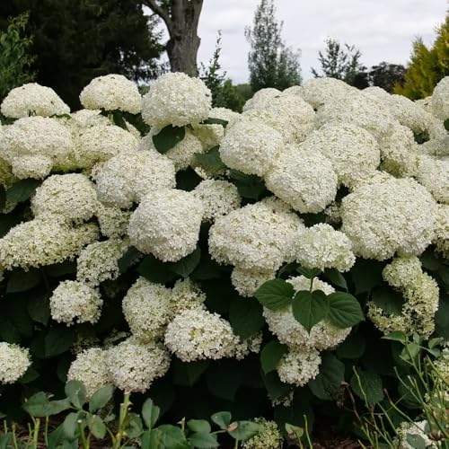 Incrediball Storm Proof Smooth Hydrangea Perennial -4 Pot - Proven Winners