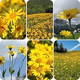 arnika samen gartenpflanzen zimmerpflanzen blumensaat heilpflanzen samen balkon deko garden flower seeds bodendecker samen winterhart balkonpflanzen frühlingsblumen blumensamen 200pcs