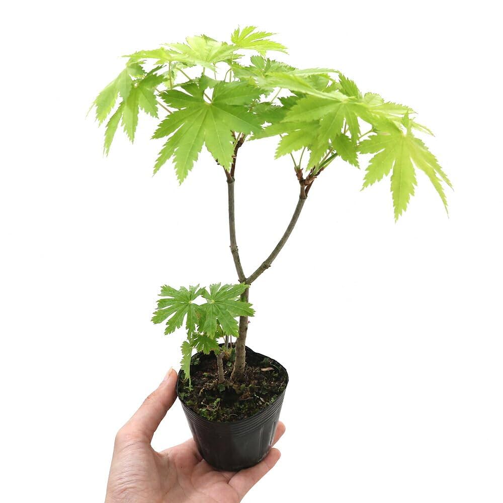 Amazon.co.jp: 【charm】（山野草）盆栽 ハウチワカエデ（羽団扇