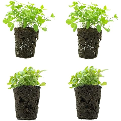 Groots - Set de 4 Planteles con 2 de Tomillo y 2 de Cilantro Cover