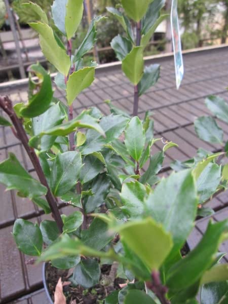 Immergrüner Zierstrauch Die 15 besten Produkte im Vergleich