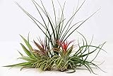 Biotope Aquatics Ltd - 5 Air Plants - Beginner Collection - Mixed Tillandsia -...